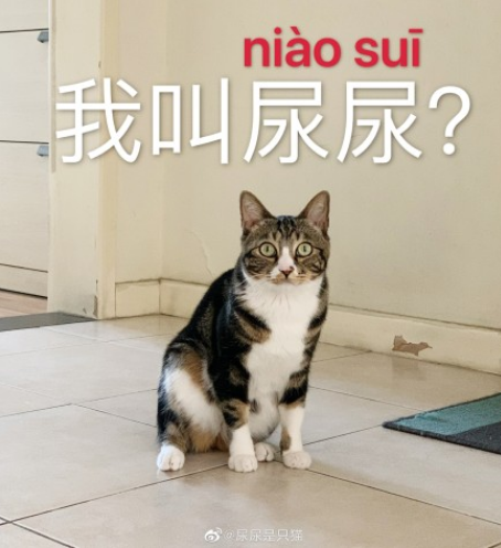 ����Ϊʲô��niao sui�����ò������׶�����3������